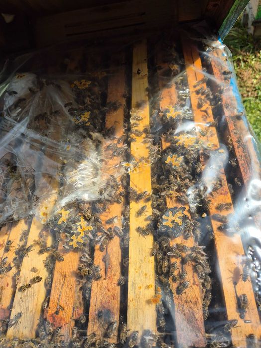 Пчелни семейства,  Отводки, Кошери