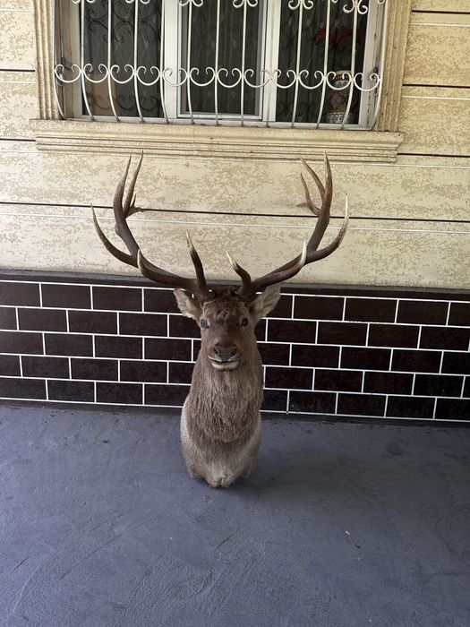 Продам Чучело Оленя