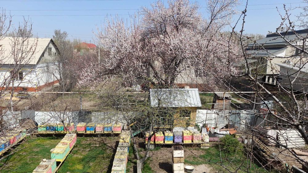 Продам Мед своя Пасека