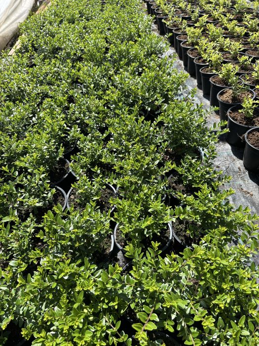 Photinia, Prunus, Iarba albastra, Lonicera