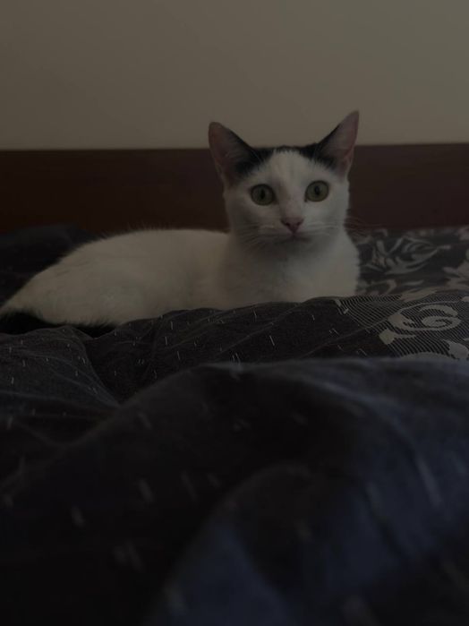 добро и мило котенце