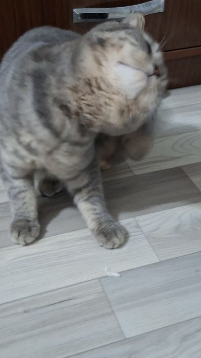 Продаётся скоттиш фолд кот 2 годика крупный умный кот с паспортом