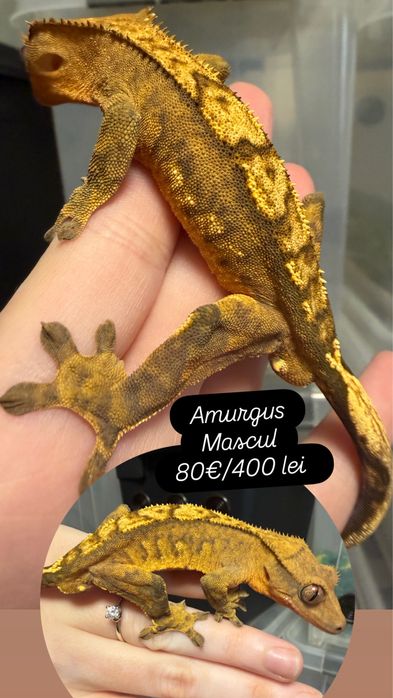 Crested gecko/ soparla/gecko cu creasta/reptila