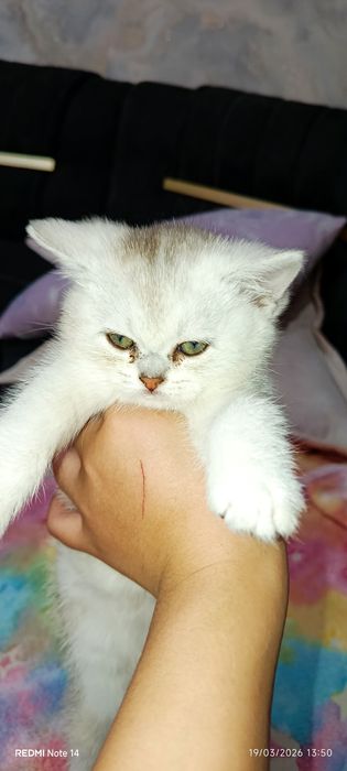 Mushuk sotaman shinshila