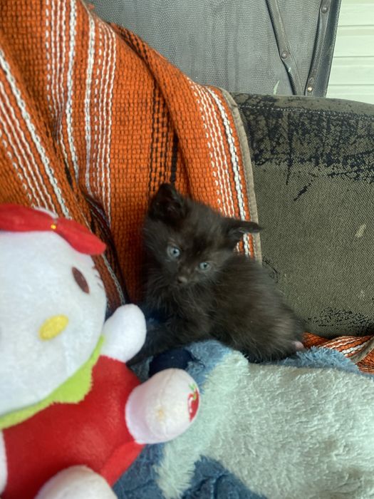 котята игривые пушистики