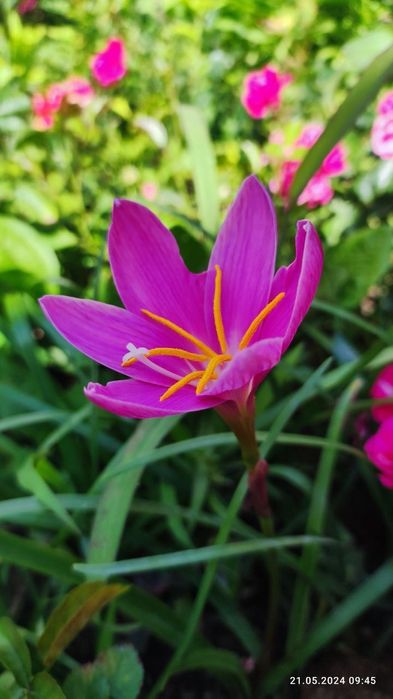 Зефирантес крупно цветковые