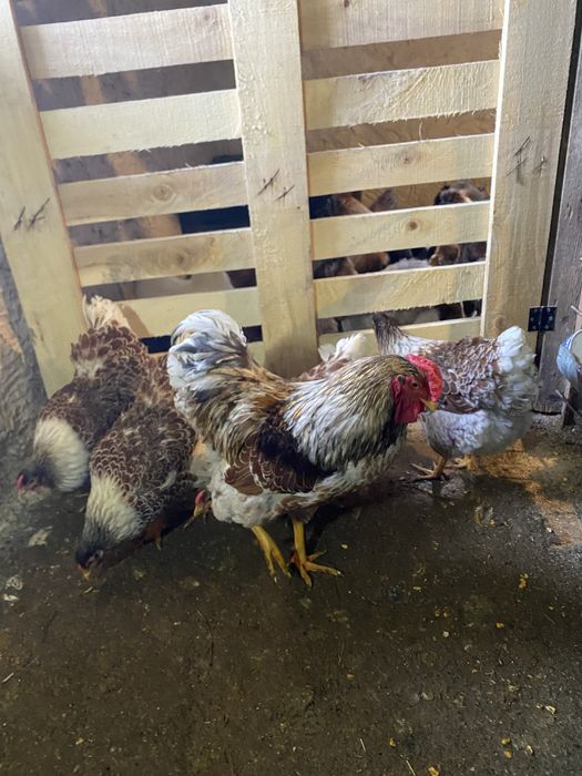 Oua pentru incubat diferite rase