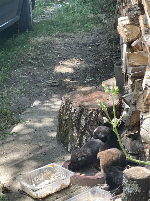 Подарявам кученца