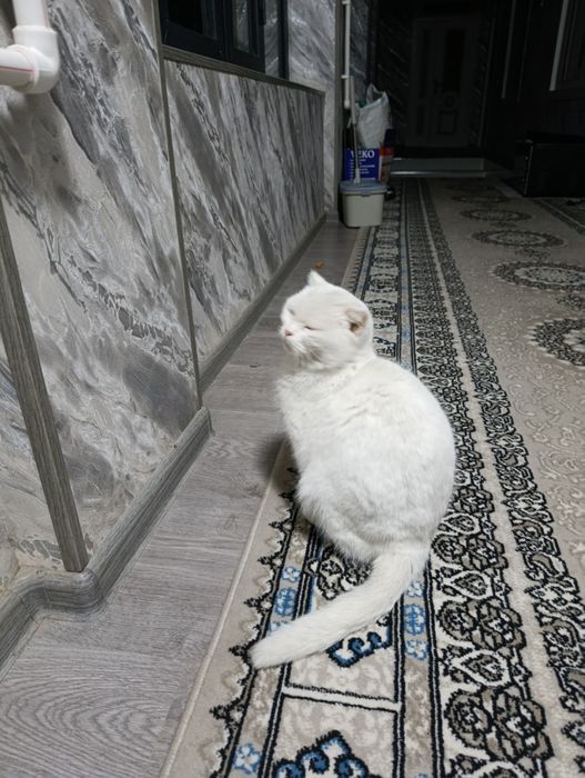 Skotish mushuk sotiladi