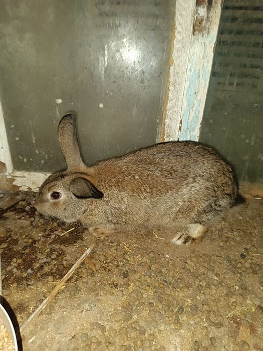 Кролик Самец продается