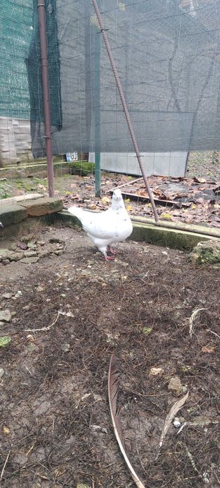 Porumbei texan maturi/pui