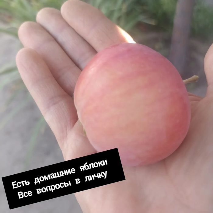 Домашние яблоки и огурцы!
