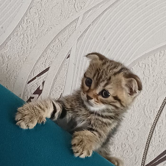 шотландские котята