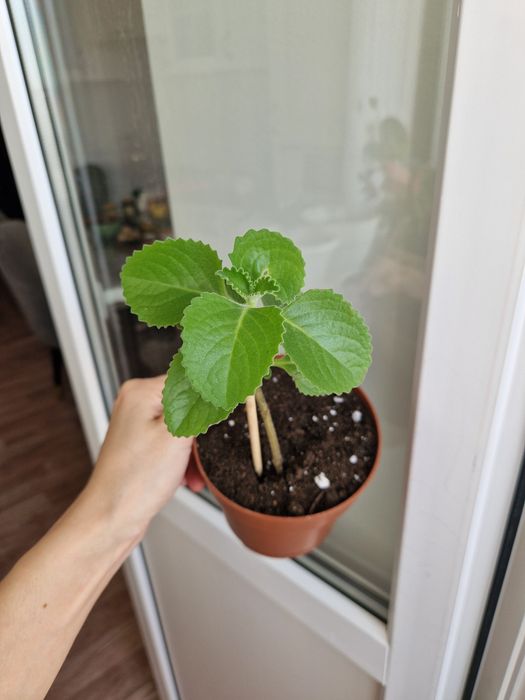 Мята комнатная плектрантус