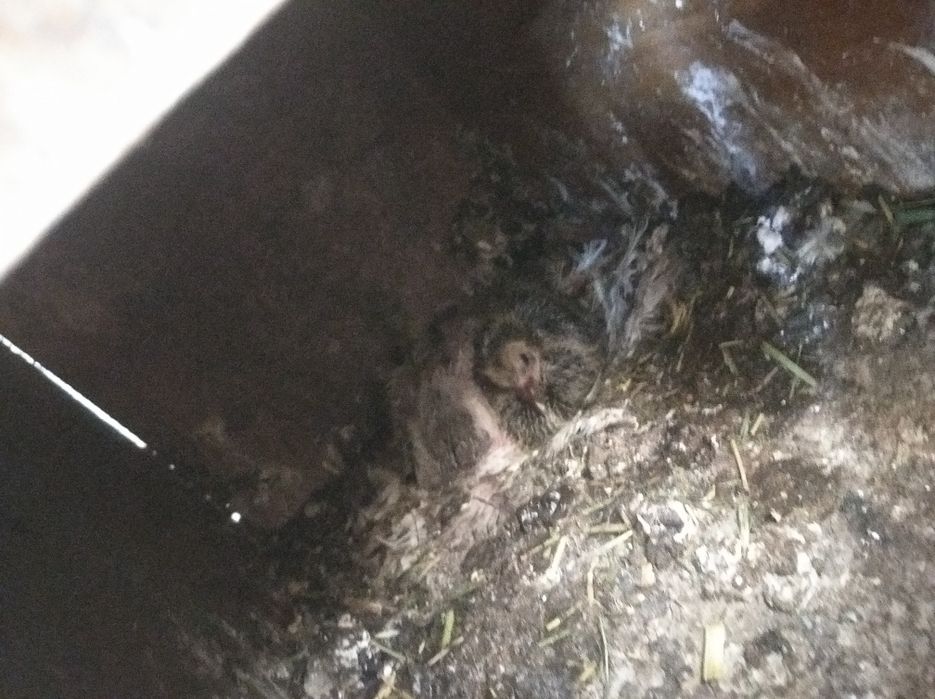 Голуби, молодняк, и не только