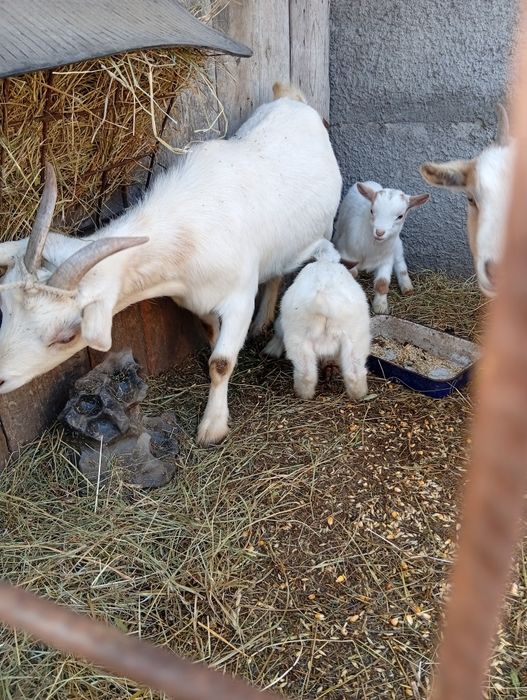 Vând 2 capre de rasă mica