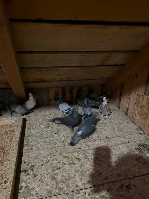 Porumbei voiajori și 2 gusati