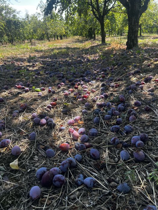 Vand Prune D agen Arjan pentru tuica