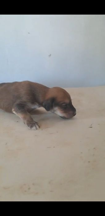 Құмай тазы күшіктер сатылады