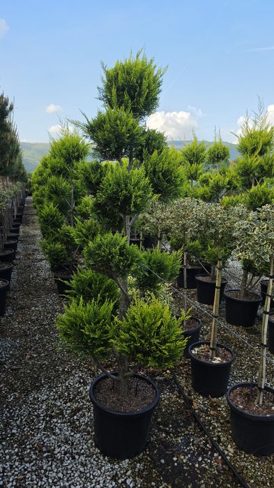 Cedru- artar rosu- photinia - eunomius- leylandi