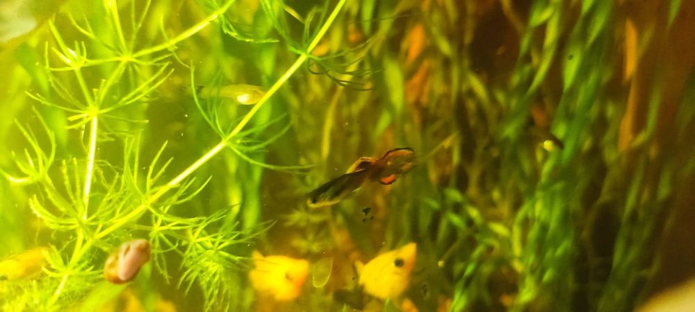 Продаю молодь гуппи