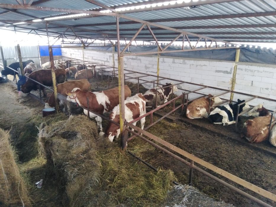 Vând fermă în Frata.