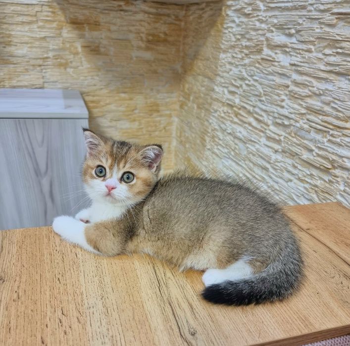 Скотиш страйт девочка шиншила золото
