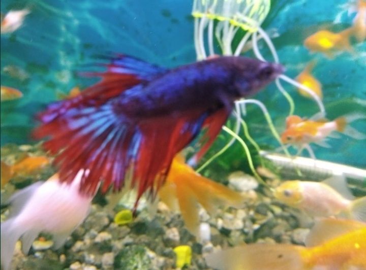 Мъжка рибка Бета