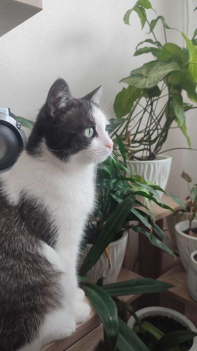 Отдам кошечку в хорошие руки