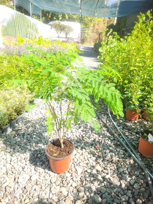 Arbore de matase