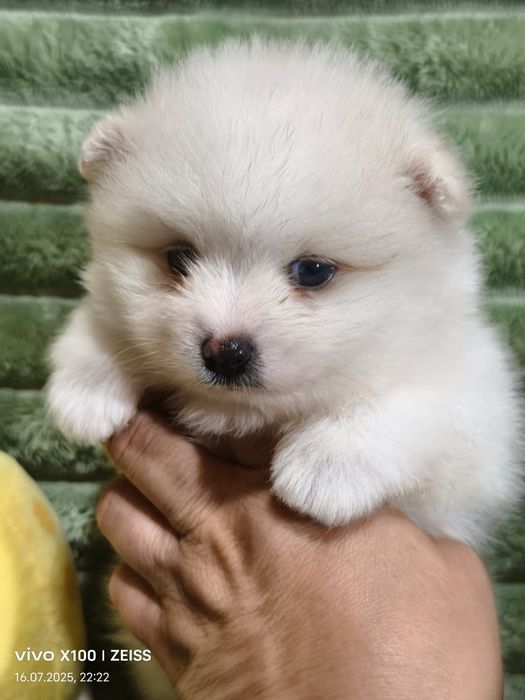 Щенки померанского шпица.