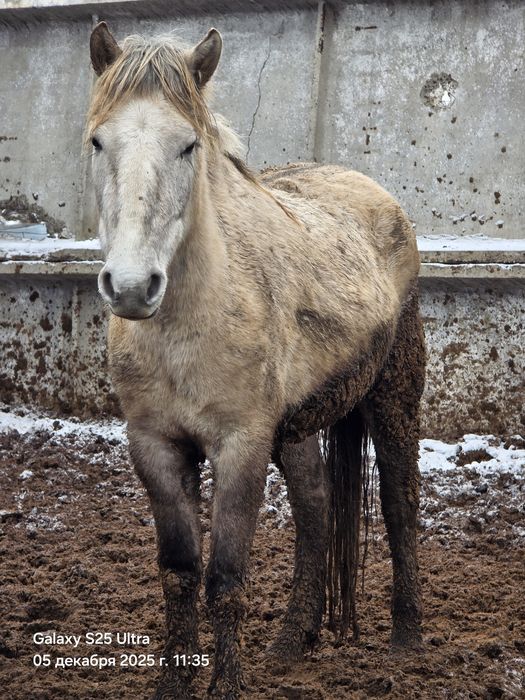 Семіз байталдар бар