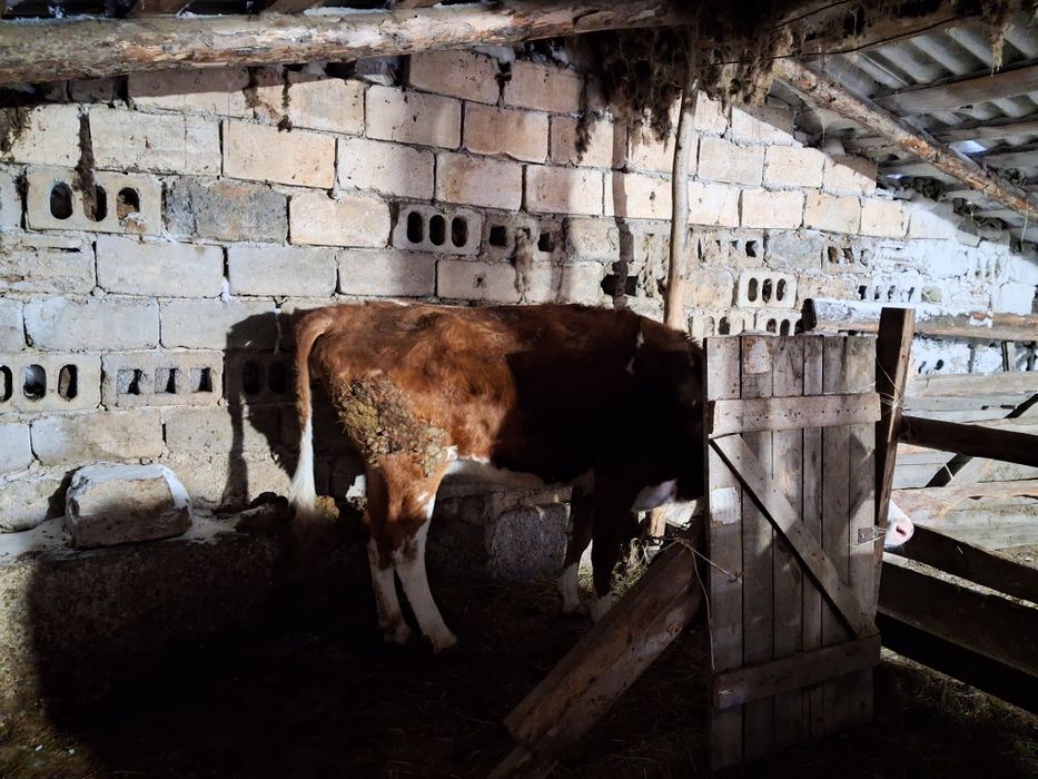 Продам крс  на развод