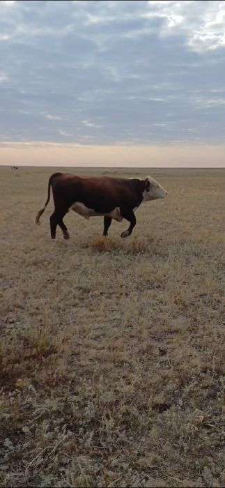 Букалар сатылады