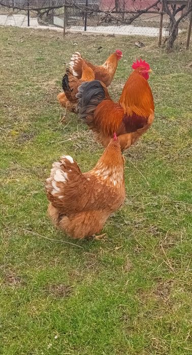 Ouă de incubat,  New Hampshire