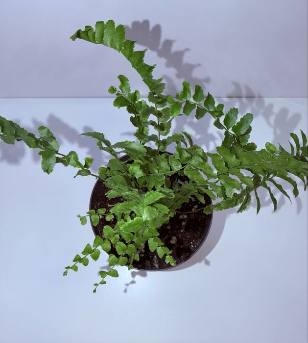 Нефролепис, комнатные растения, комнатные цветы