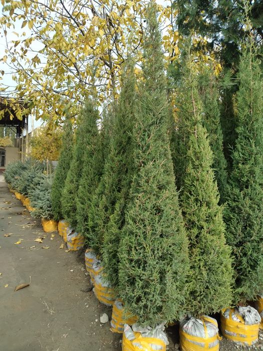 Арчалар бор арзон нархларда келишилган холда сотилади