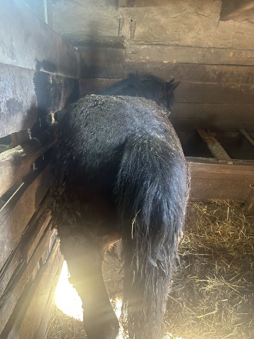 2 Mânzi de vânzare