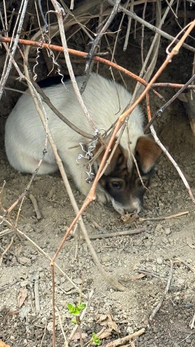 Щеночки бесплатно