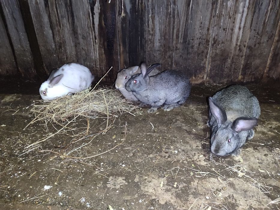 Продам кроликов , кролы и крольчихи .