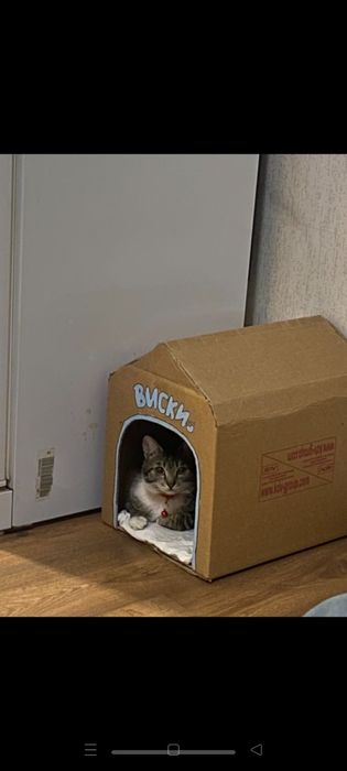 Бесплатно в добрые руки