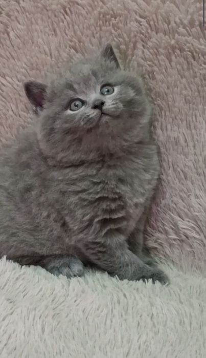 Продаётся плюшевый котёнок.