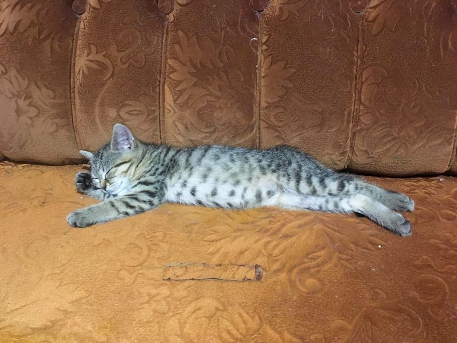 Малышка Феодосия ,ей 3,5 месяца