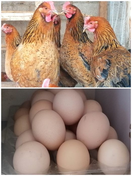 Домашние ,тухум,,халол савдо