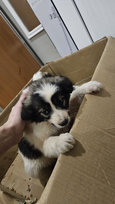 Щенки в добрые руки