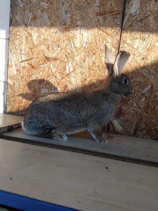 Iepuri de vânzare femela și mascul