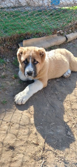 Осы кушык Сатылады