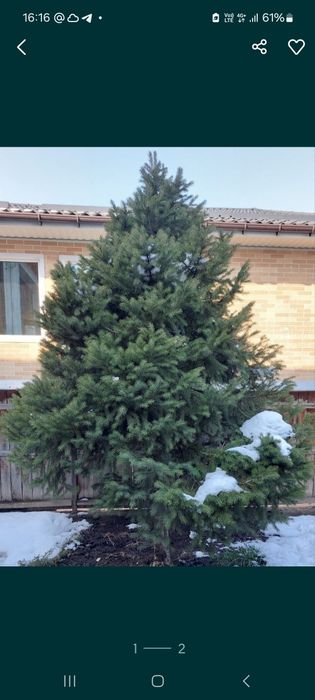 Продам зелёную ель