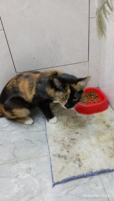 Чья потеряшка,девочка.