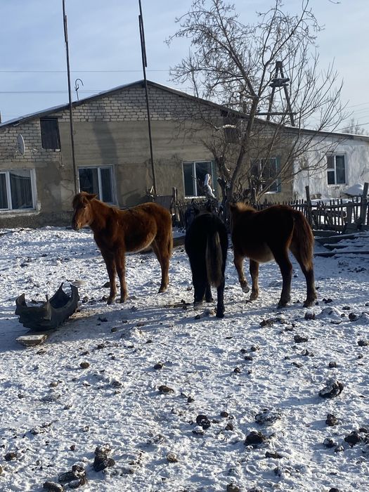 жабагылар сатылады 3бас 2 еуы ургашы